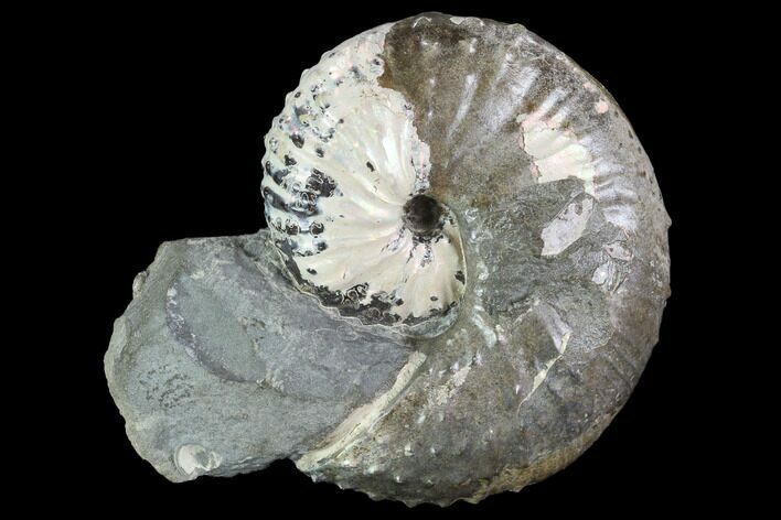 Discoscaphites Gulosus Ammonite - South Dakota #98644